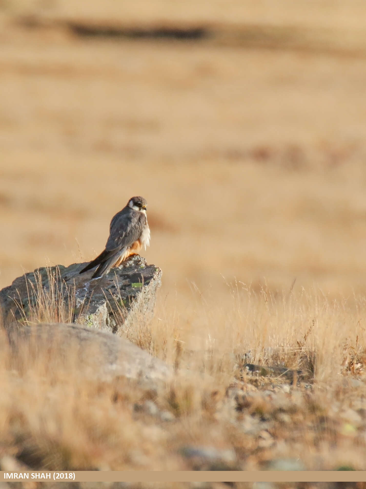 Image of Eurasian Hobby