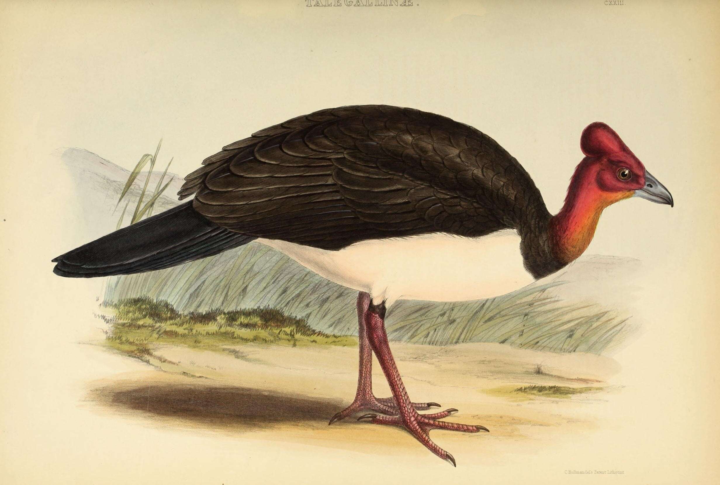 Image of Aepypodius Oustalet 1880