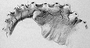 Image of Grimpoteuthis pacifica (Hoyle 1885)