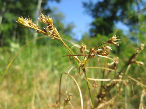 Juncus tenuis Willd. resmi