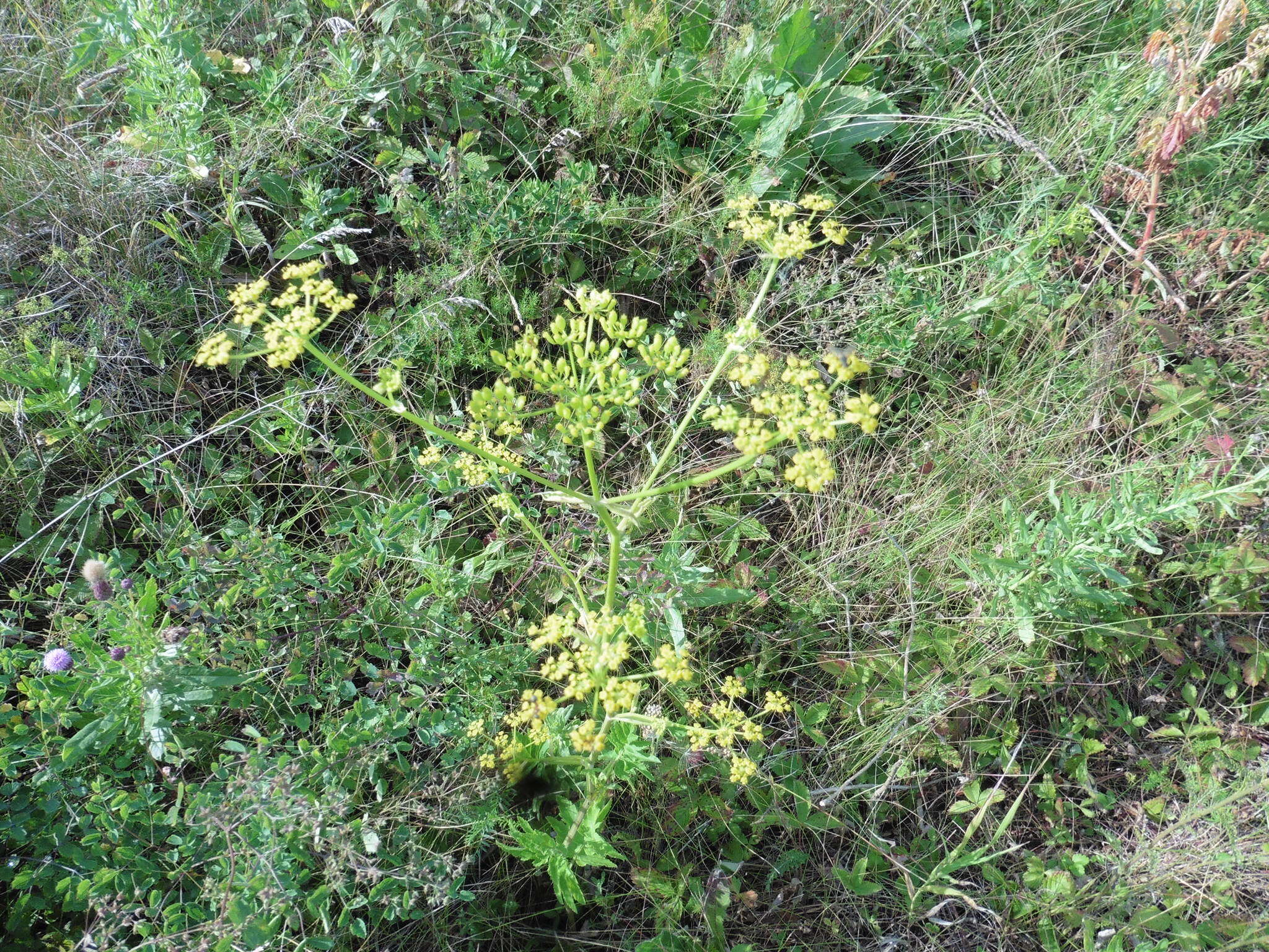 Image of wild parsnip