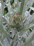 Image of cardoon