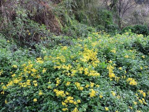 Image of creeping groundsel