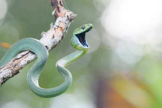 Image of Green Cat Snake