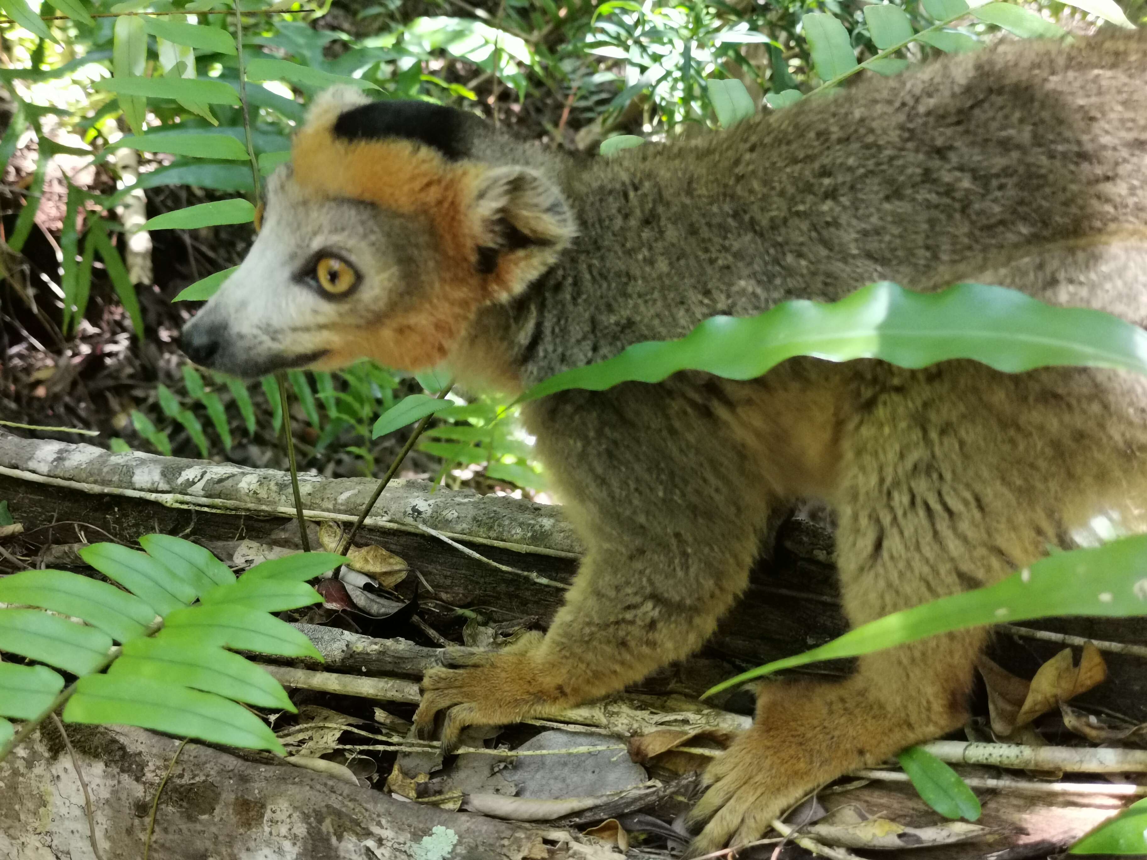 Image of Crowned Lemur