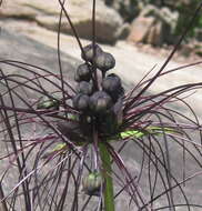 Image of black bat flower