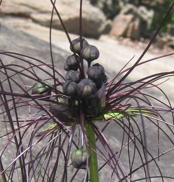 Image of black bat flower