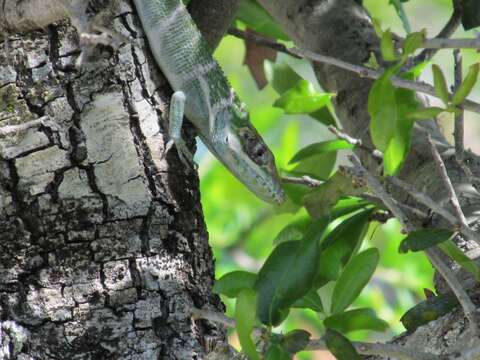 Image of Anolis luteogularis Noble & Hassler 1935