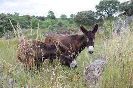 Image of African Ass