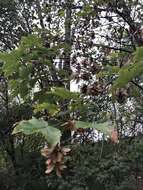 Imagem de Acer pseudoplatanus L.