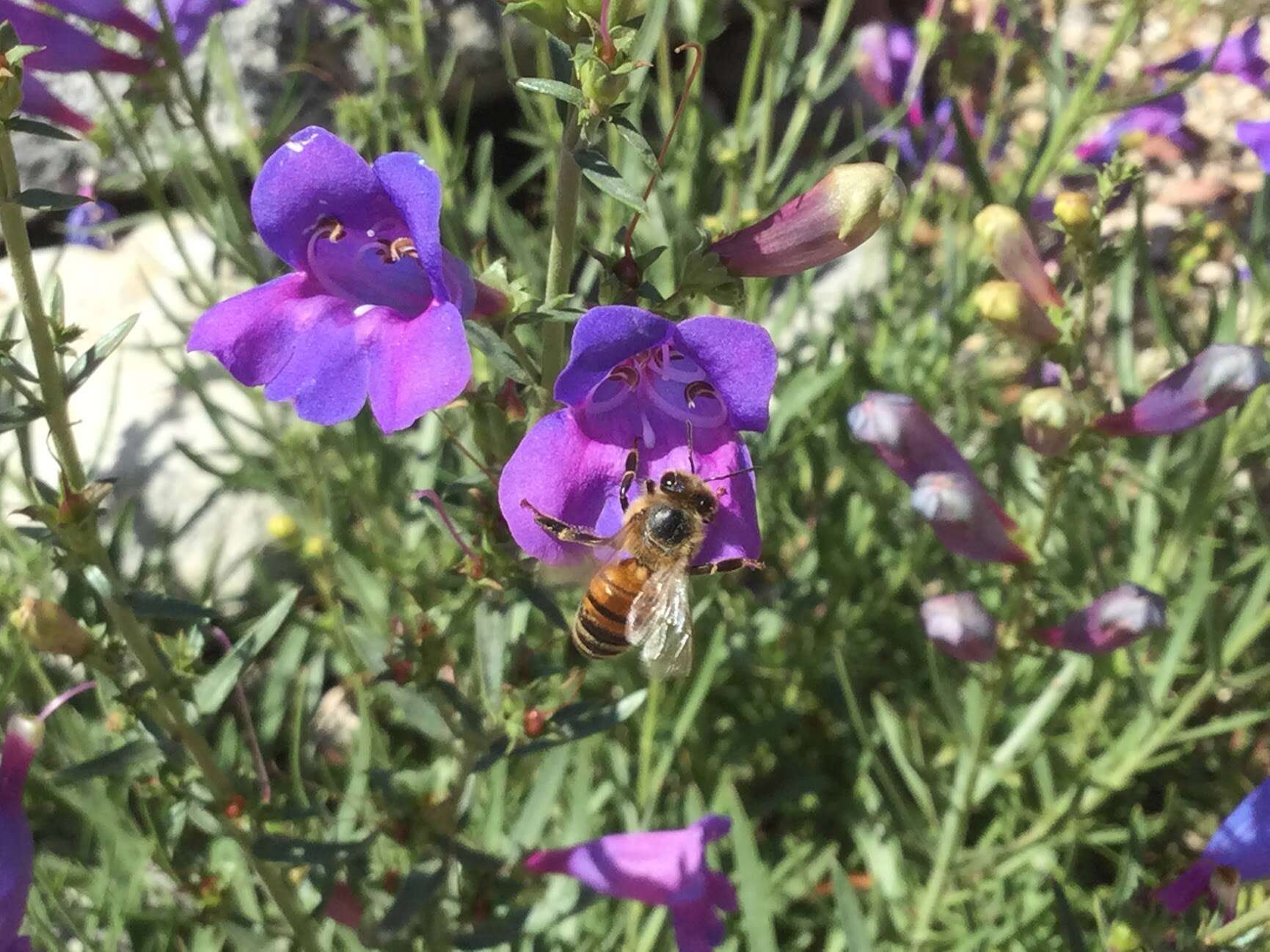 Image of bunchleaf penstemon