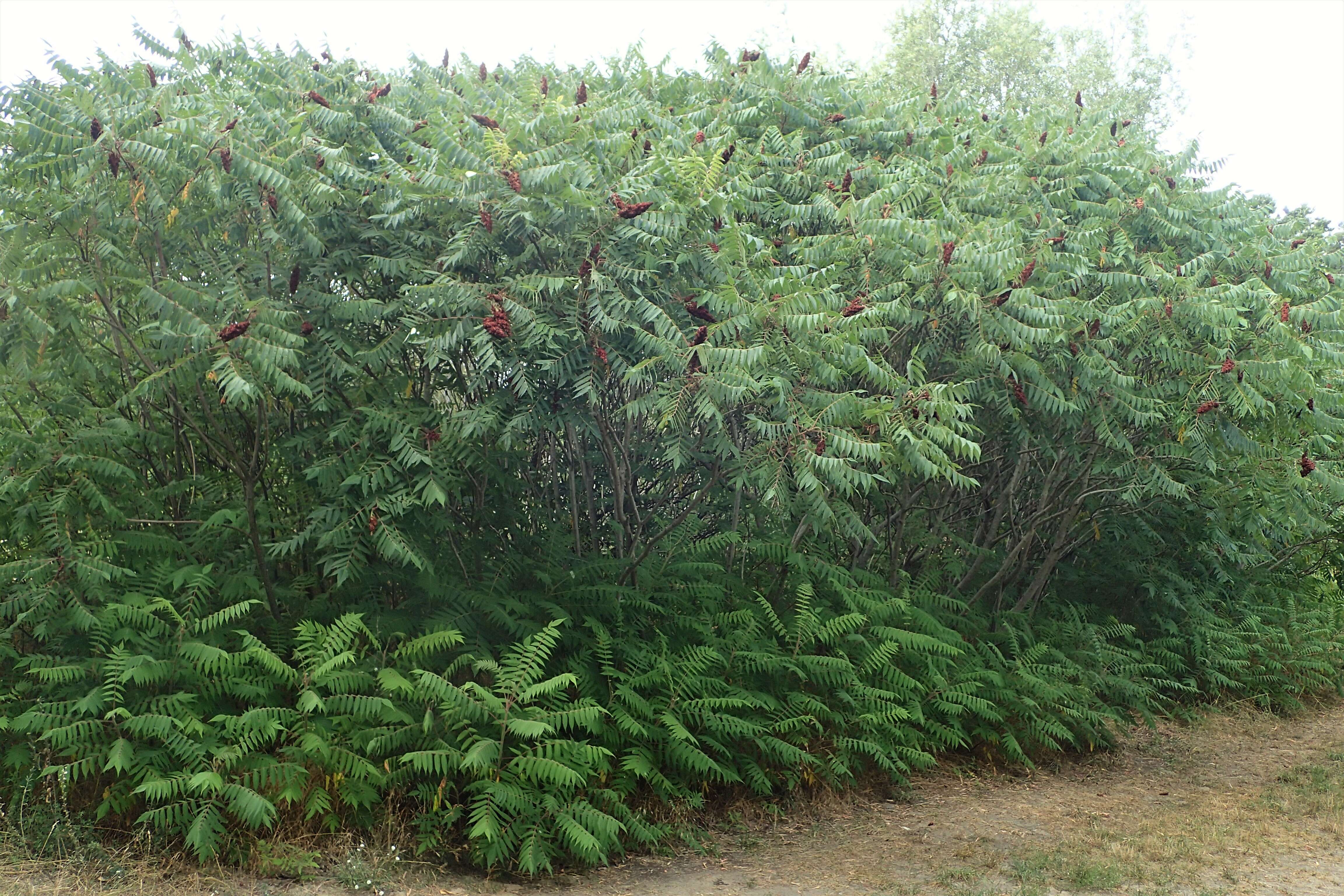 Image of staghorn sumac