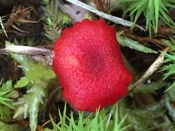 Image of Hygrocybe miniata (Fr.) P. Kumm. 1871