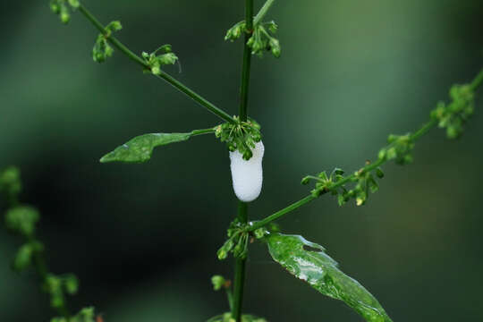 Image of Froghoppers