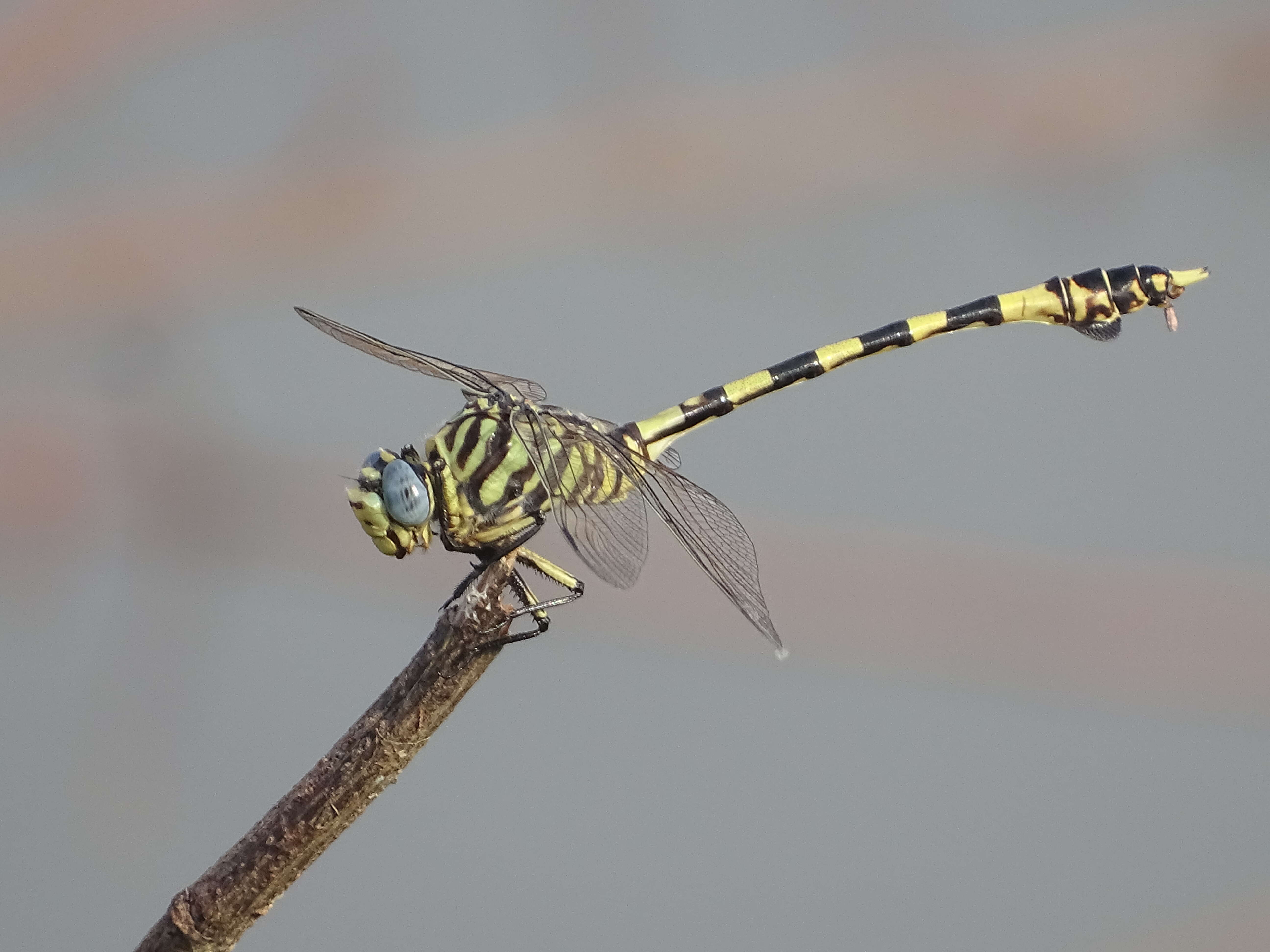 صورة Ictinogomphus ferox (Rambur 1842)