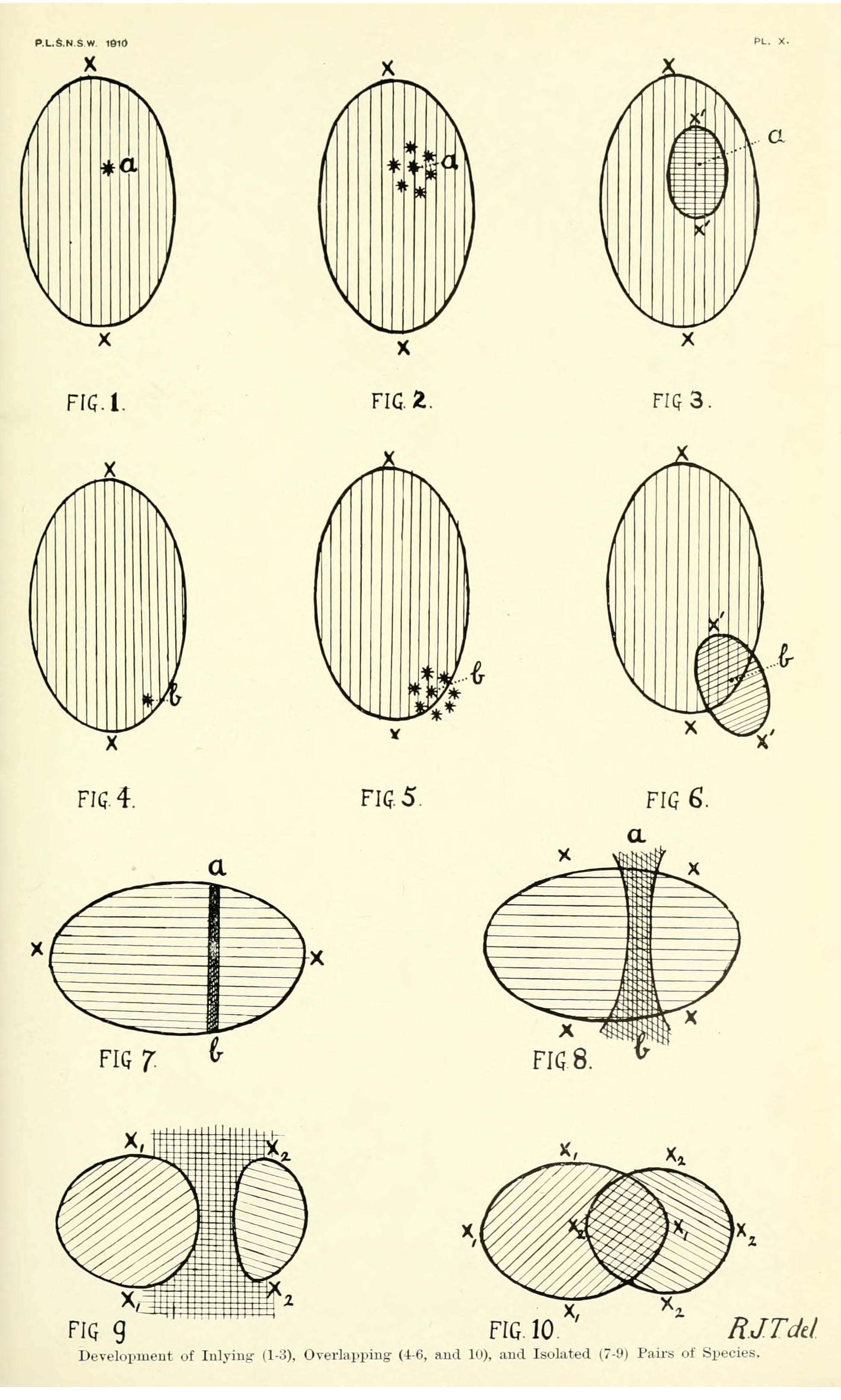 Image of Synthemistidae