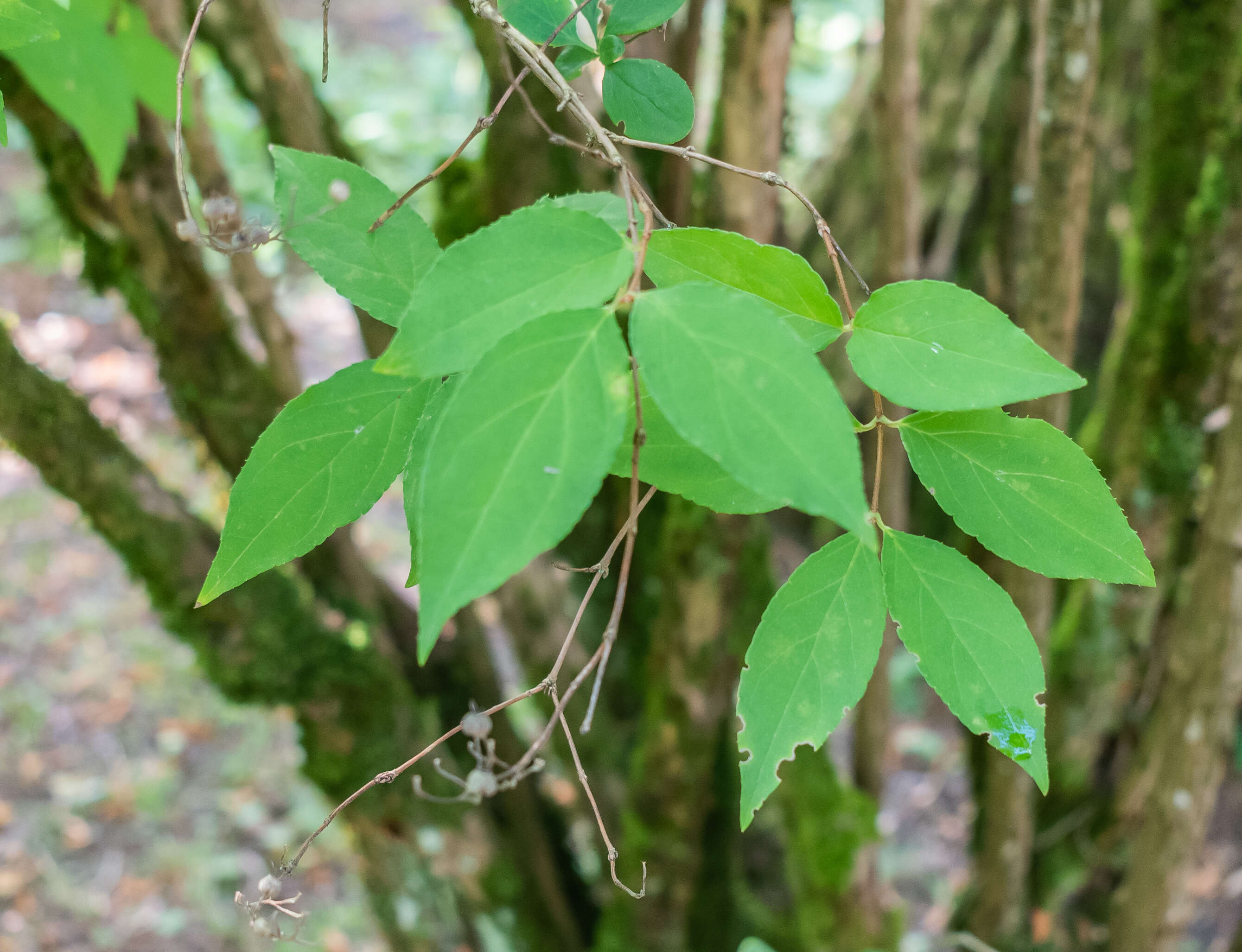 Image of fuzzy pride-of-Rochester