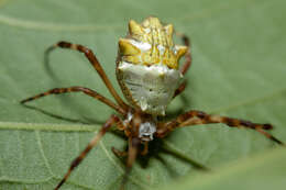 Image of Silver Argiope