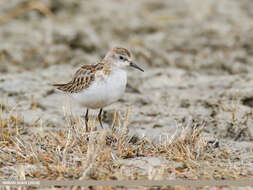 Plancia ëd Calidris minuta (Leisler 1812)