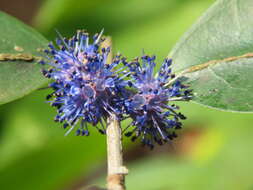 Image of Memecylon umbellatum Burm. fil.