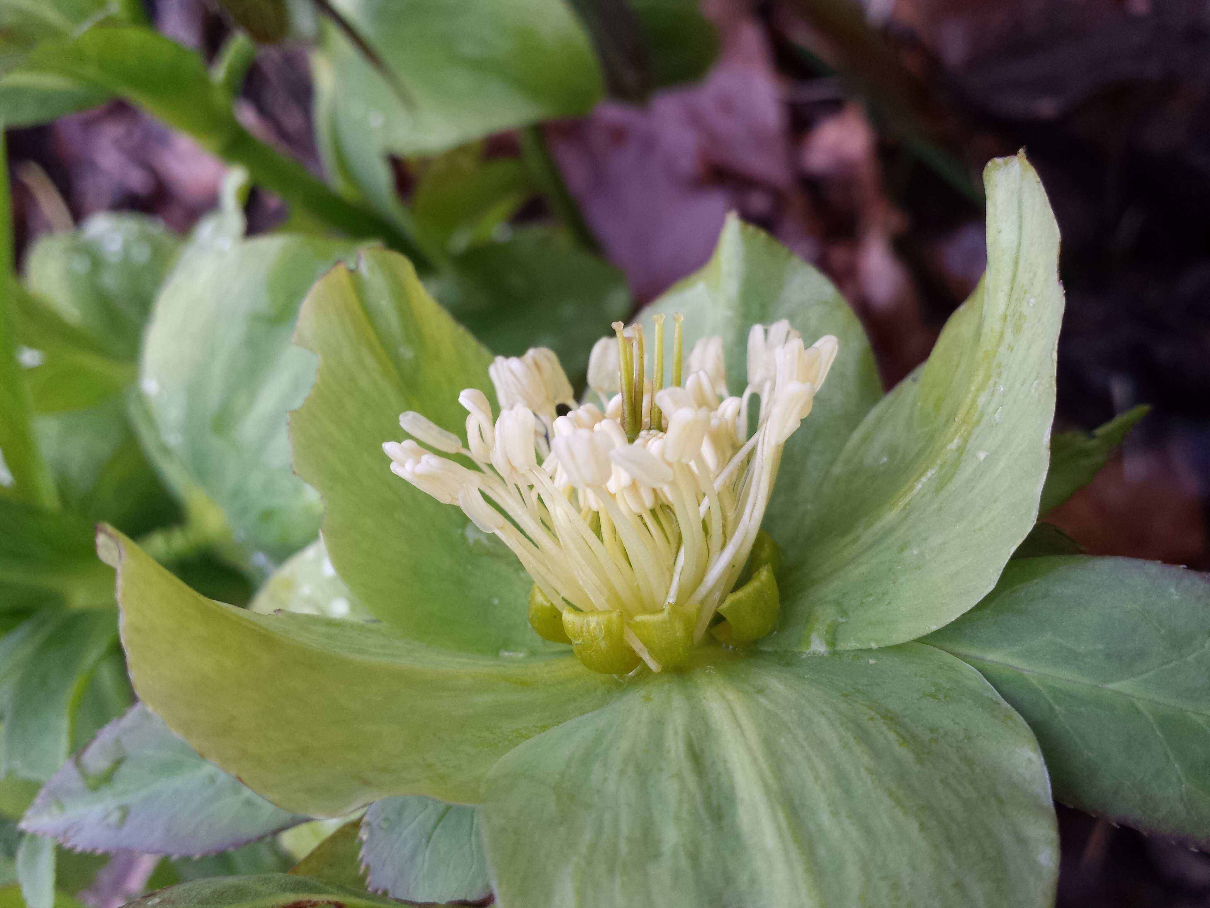 Image of Green Hellebore