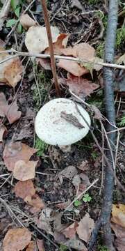 Image of False deathcap