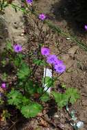 Image of hedgerow geranium