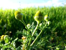 Image of disc mayweed