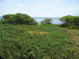 Image of Cuscuta campestris