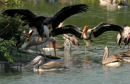 Image of Grey Pelican