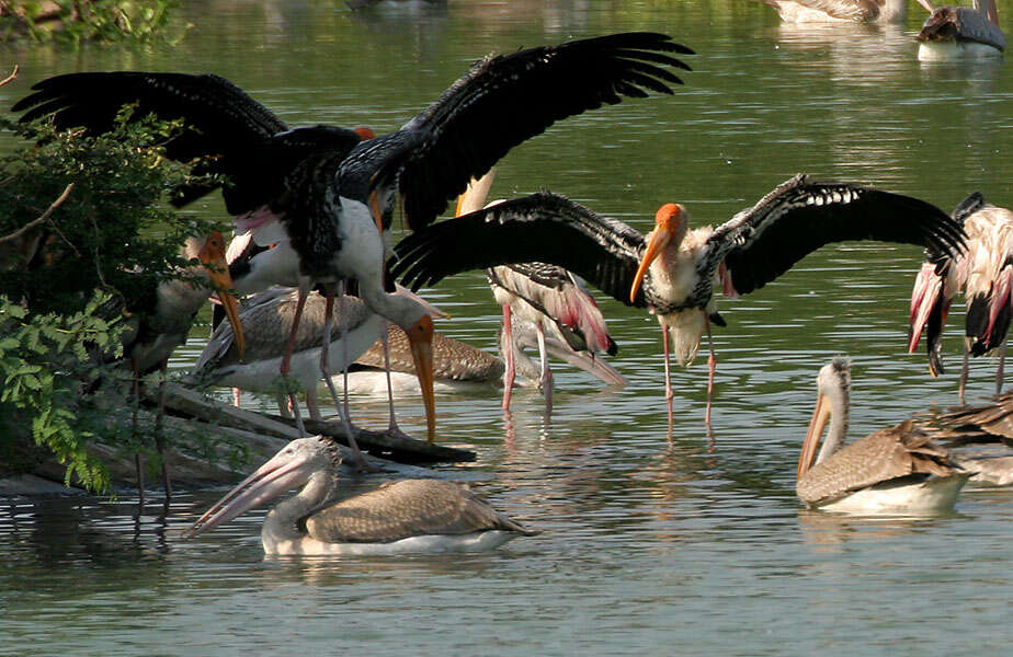 Image of Grey Pelican