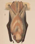 Image of Eastern Red Bat