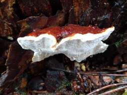 Image de Polypore du pin