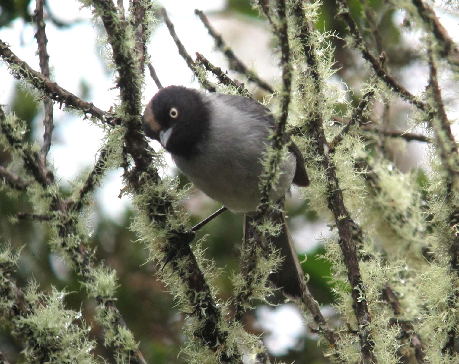 صورة Pseudospingus verticalis (Lafresnaye 1840)