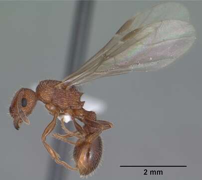 Image of Tetramorium hispidum (Wheeler 1915)