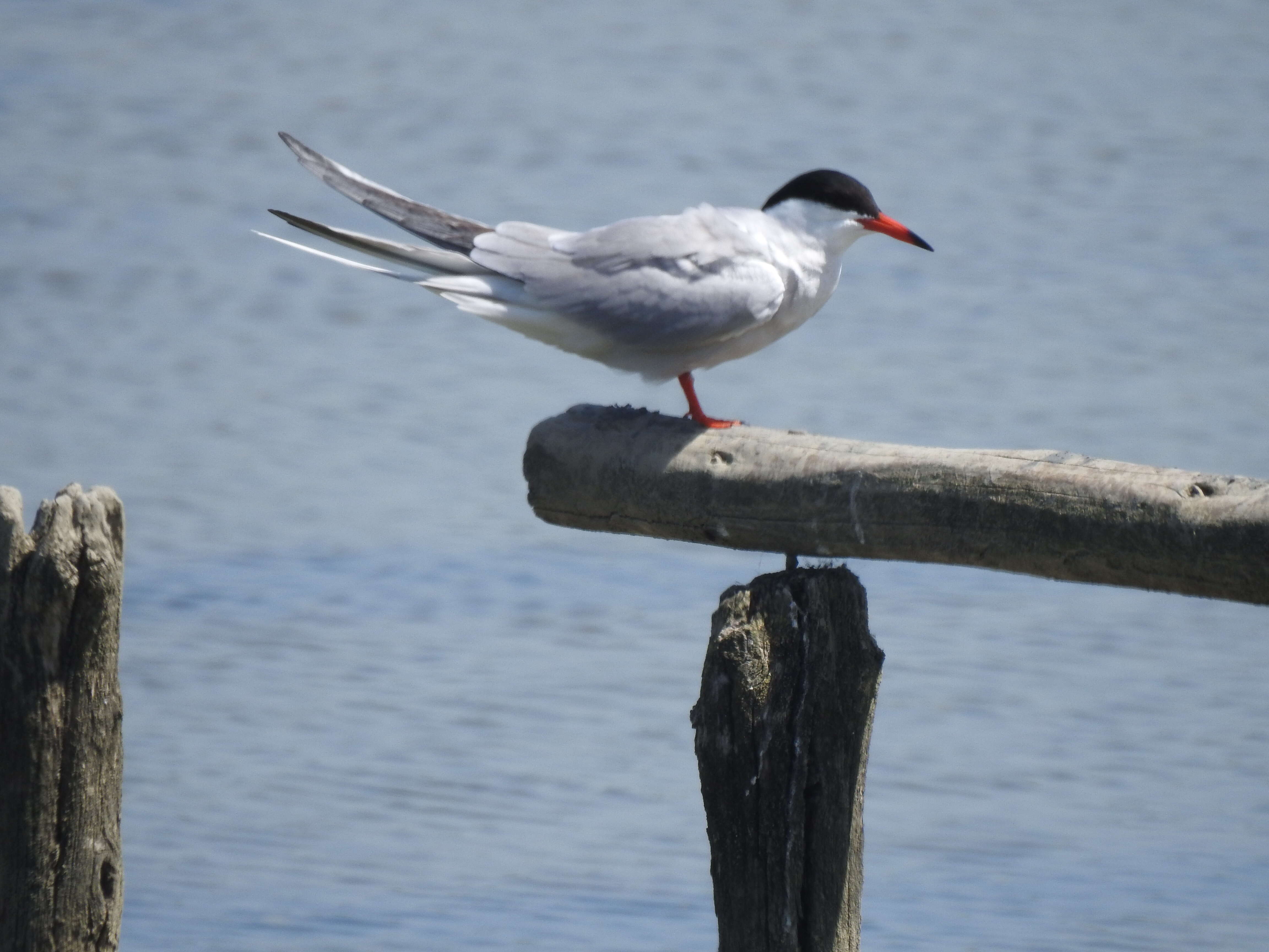 Image of Common Tern