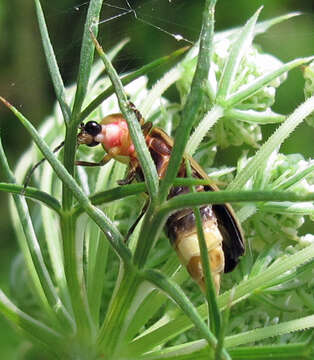 Image of common eastern firefly