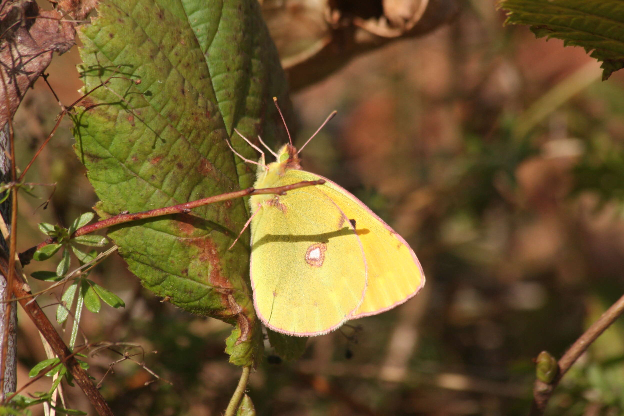 Image of clouded yellow