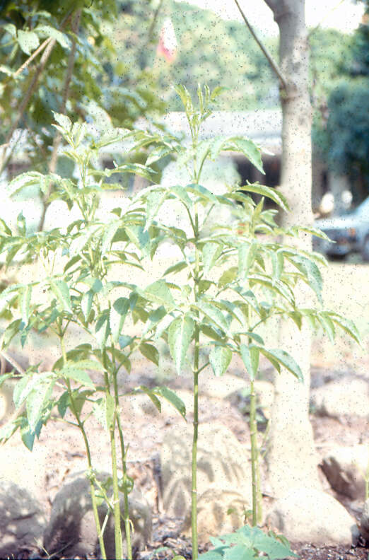 Image of Sambucus peruviana Kunth