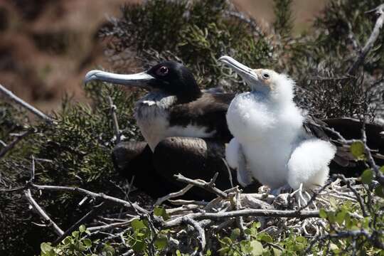 Image of Great Frigatebird