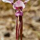 Image of Tomaree donkey orchid