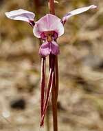 Image of Tomaree donkey orchid