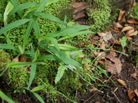 Carex siderosticta Hance resmi