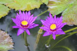 Image of waterlilies