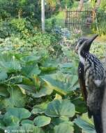 Image of Black-rumped Flameback