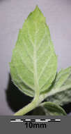 Image of Horse Mint