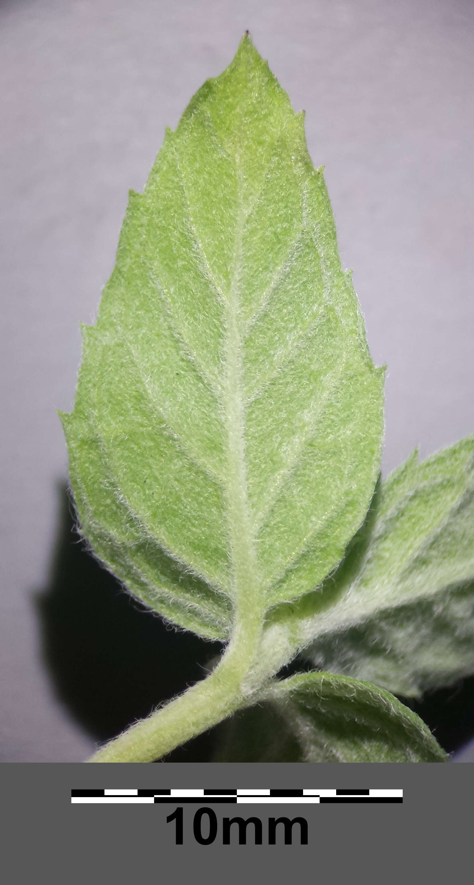 Image of Horse Mint