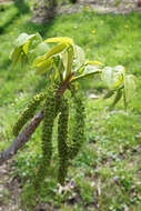 Image of Juglans ailantifolia