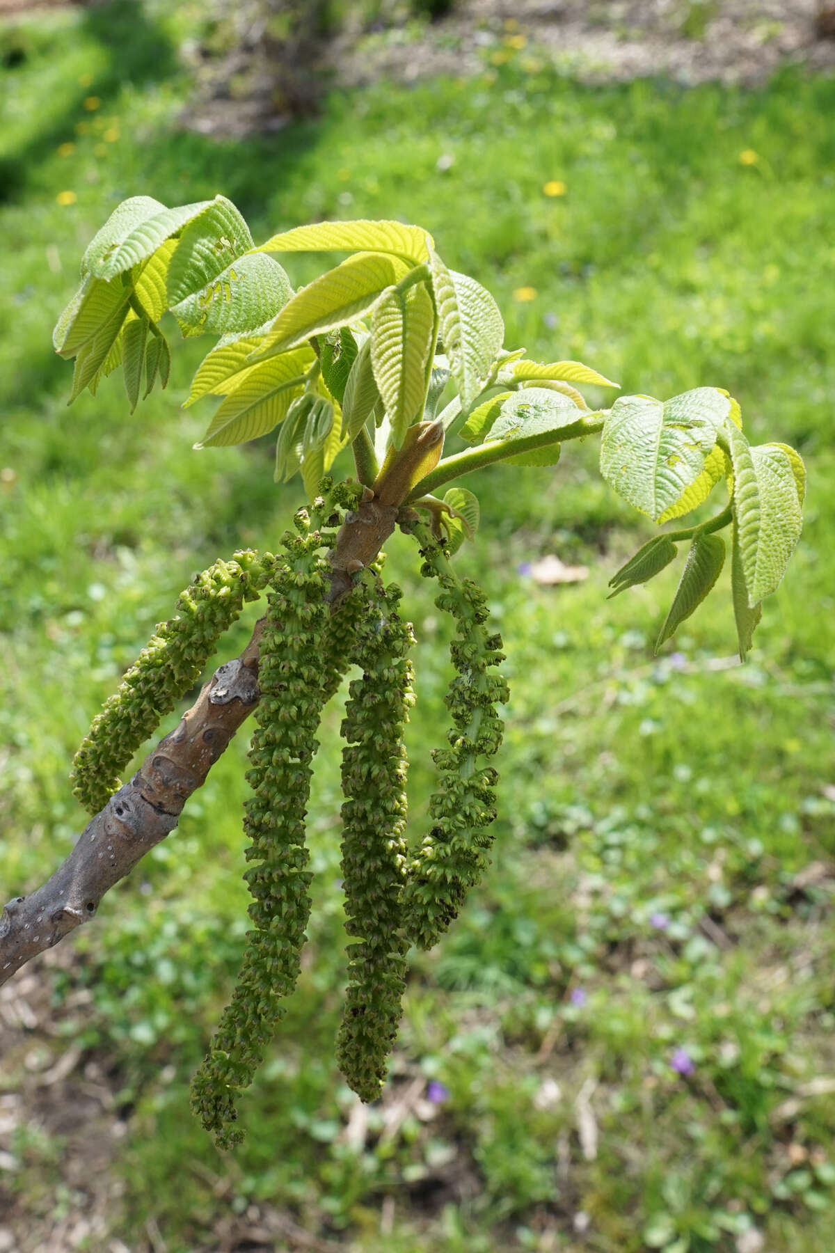 Image of Juglans ailantifolia