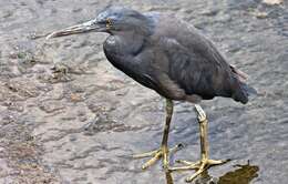 Image de Aigrette sacrée